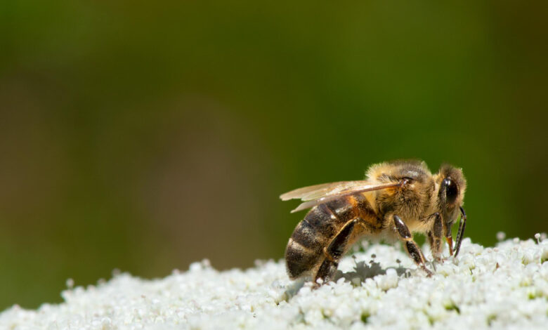 Día Nacional de las Abejas; 6 curiosidades sobre ellas