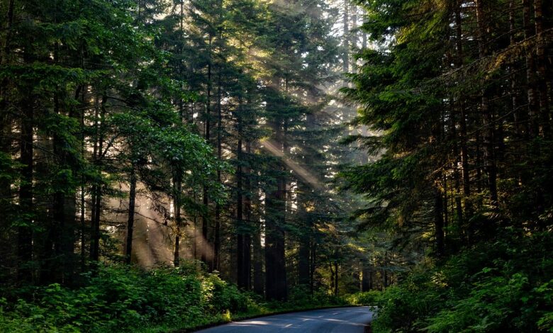 Aprueban diputados endurecer castigos a delitos ambientales