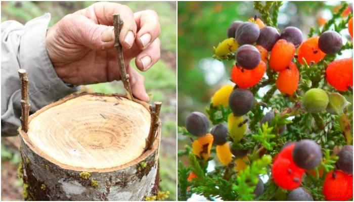 El árbol que da 40 frutas diferentes